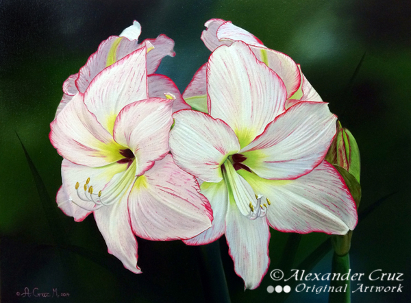 Galería Flores - Amarilis Blancas